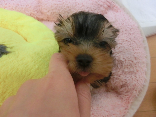 ぺったんお家が決まりました！新オススメ犬紹介！！