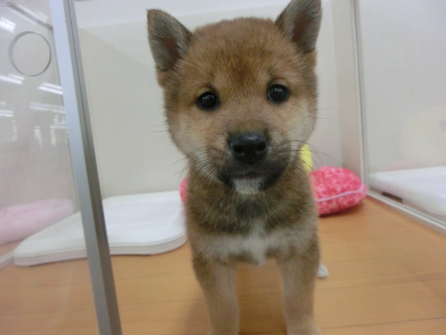 オススメ犬決まりました！！