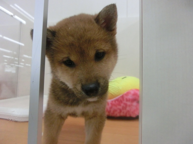 清田店オススメ犬柴くんより報告です！