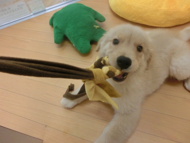 ごるたん遊ぶのダイスキ！