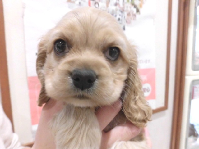 コカちゃんへバトンタッチ！！