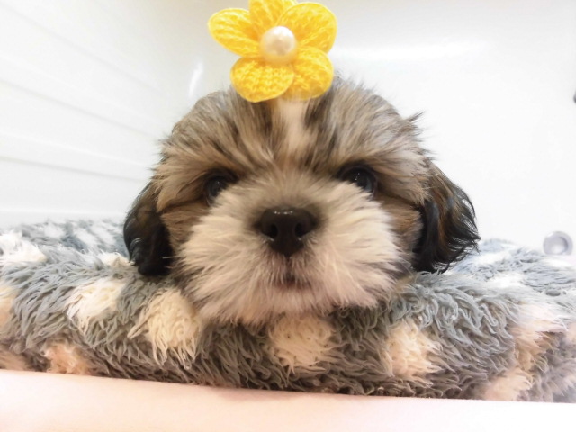 にゅーおすすめ犬♪♪