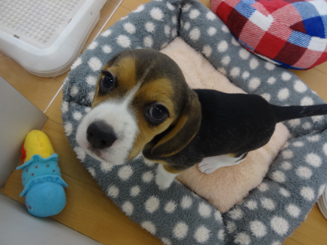 ☆　びびたんおかえりの巻　☆