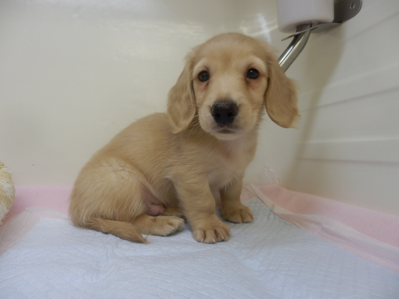 新しいおすすめ犬は・・・？