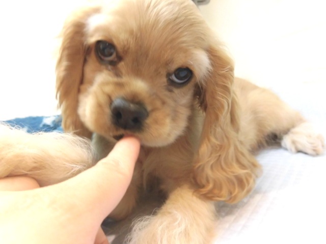 かわいいあのこ♡コカちゃんです！