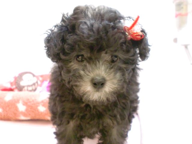☆あたちがオススメ犬担当でちゅ☆