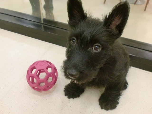 ☆大人の階段のぉ～ぼぉ～るぅ～☆