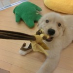 ゴルたん旅立ちの時