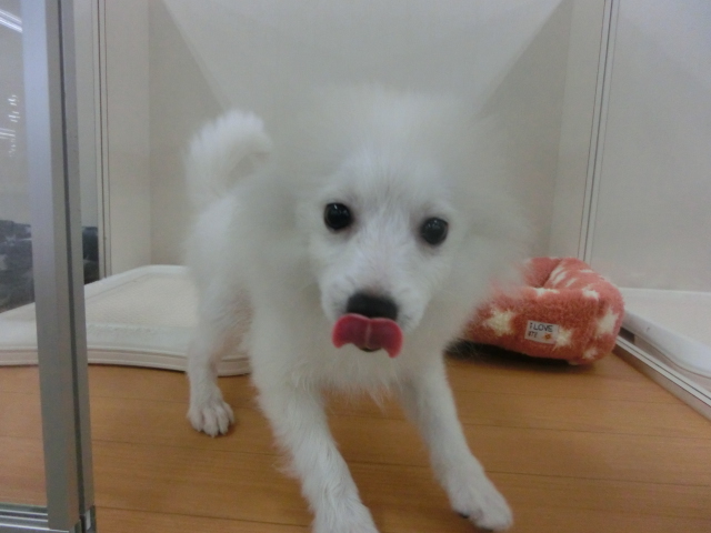 今日の清田店＆トリミング状況