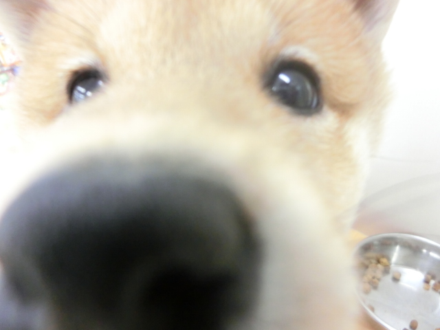 ＼清田店オススメ犬発表／