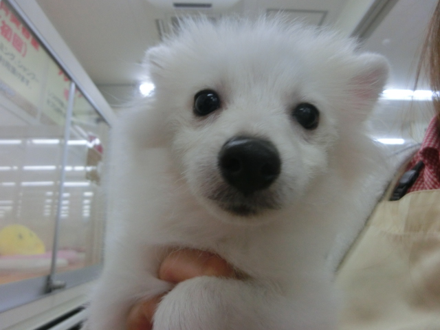 ホワイト　ポメちゃん特集