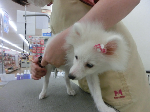 本日トリミング空いてます♪清田店☆