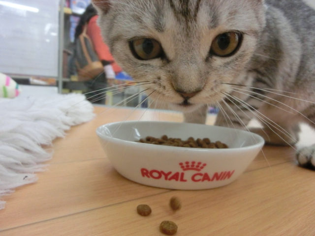 ☆スコちゃん特集☆　　そして明日トリミングに空きがあります