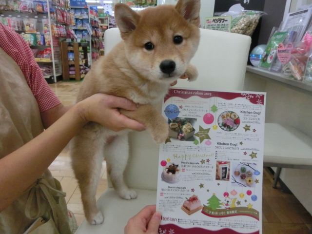 本日トリミング空いてます♪クリスマスケーキご予約受付中♪プラセントの湯♪