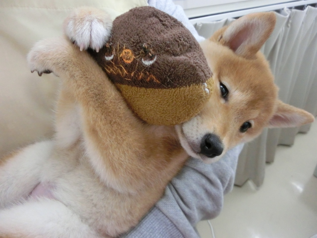 ☆しーたんの好きなもの☆