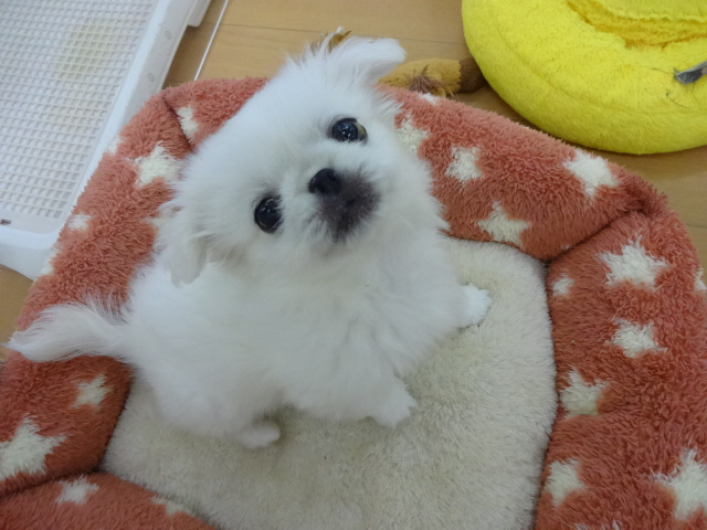 ☆　雪やこんこ～　☆