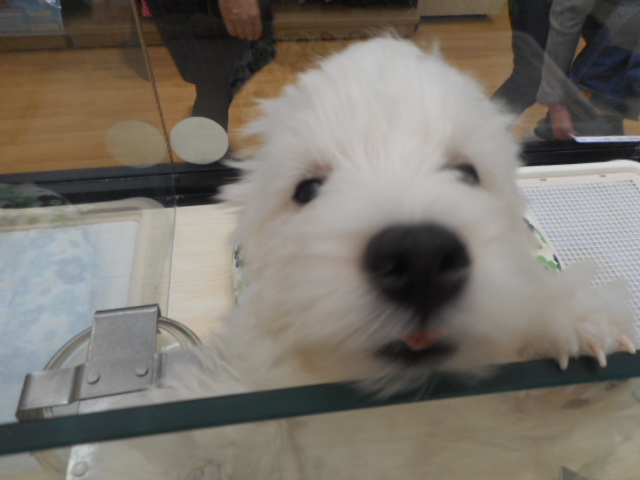 とっても元気なウエスティくんo(*´ω`*)o