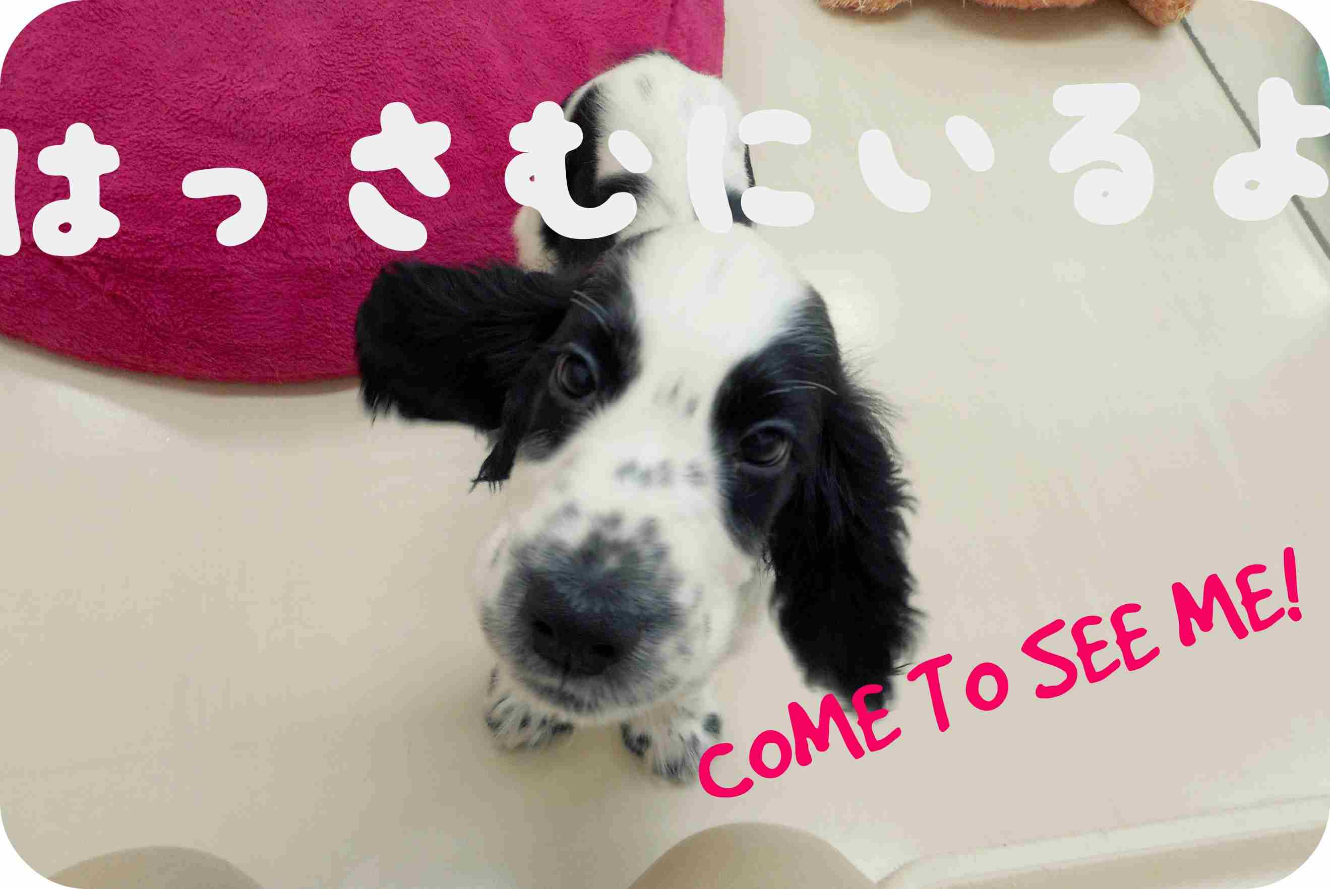 ★お引越しコッカ―ちゃん★