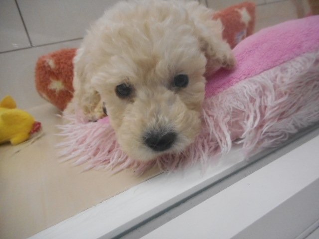 ◎本日の白玉くん◎