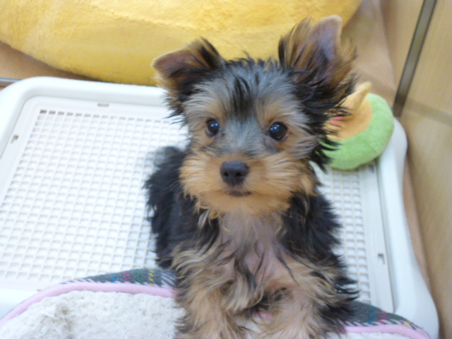 ☆よっぴ社会勉強中！！☆