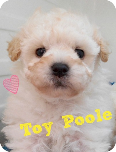 ☆ＮＥＷオススメ犬発表！☆