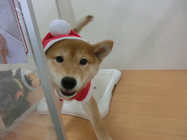 しーちゃんサンタ～～☆