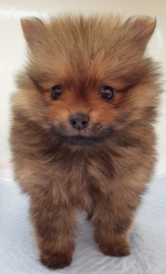 お家が決まったよ♡