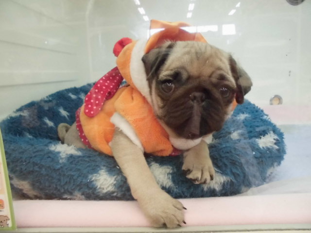 ぱぱぱぱーやん☆