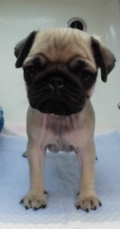 新おススメ犬！