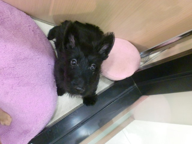 ☆スコっちゃんのお友達☆