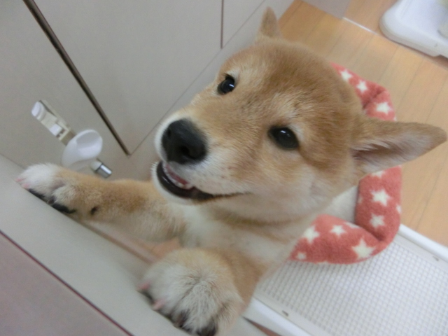 しーちゃんご飯だよーーっ