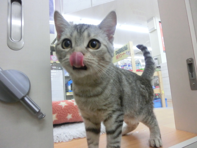 ♪サンプリングのお知らせとまだまだ周年祭行っています♪