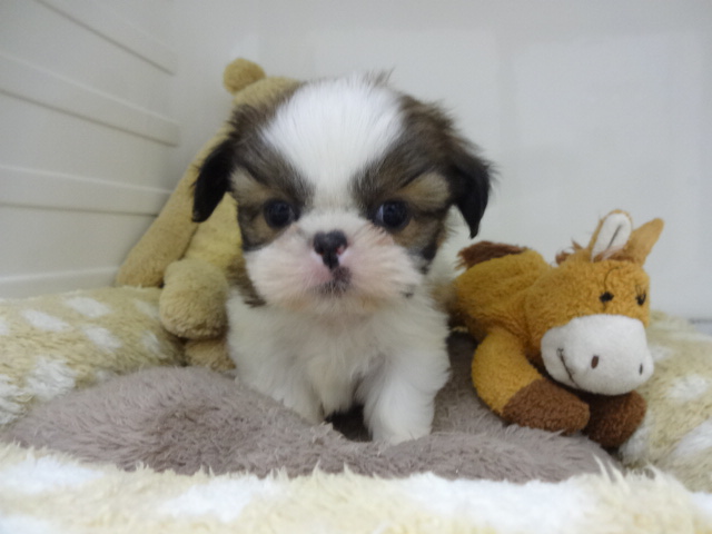 ☆　おまんじゅう交換です(笑)　☆