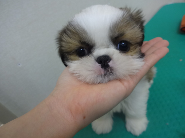 ☆　手乗りまんじゅうの巻　☆