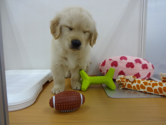 ☆　メリクリ五郎丸！　☆