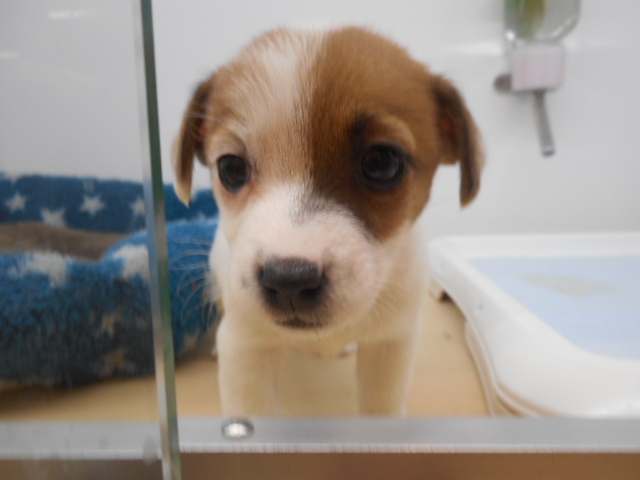 新しい家族が決まりました～(*^▽^)/★*☆