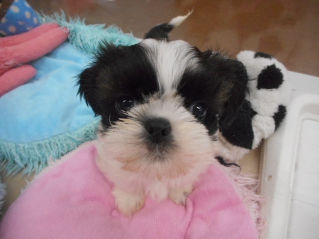 ◎おまんじゅうの登場です◎