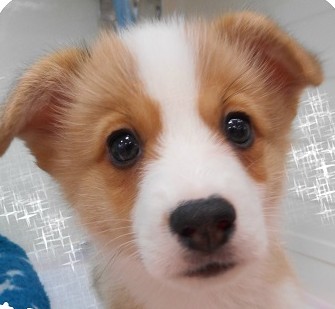 ☆ＮＥＷオススメ犬！！！☆