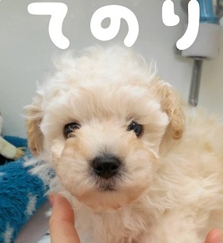 ★てのりプードル？★
