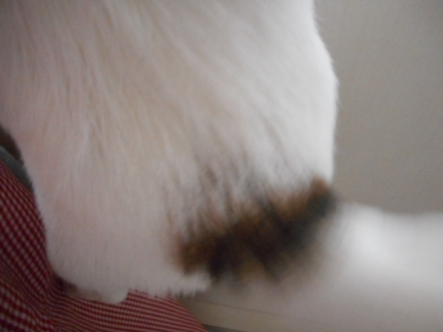 ぷりぷりおしりはだーれだ？