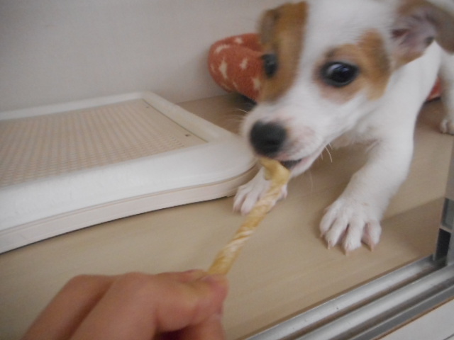 ぷりお君の毎日