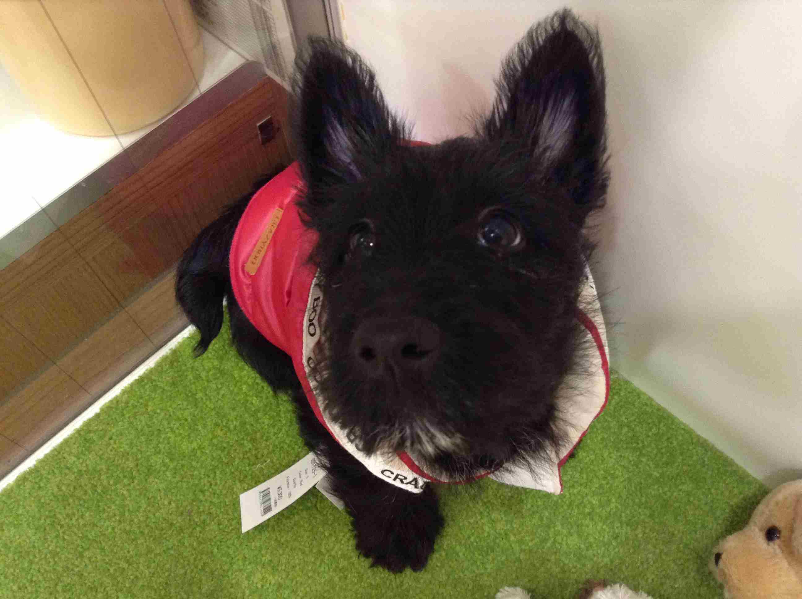 ☆スコっちゃんの初体験☆