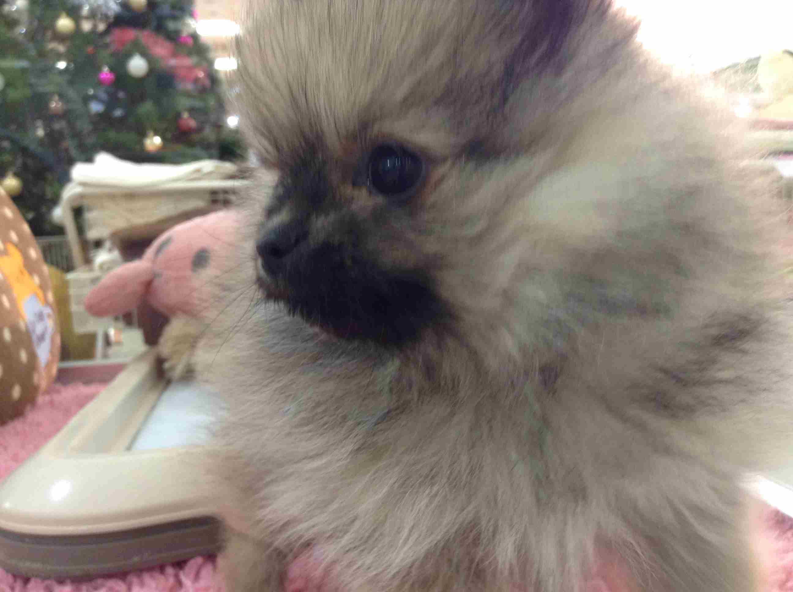 ☆あたちのお気に入り☆