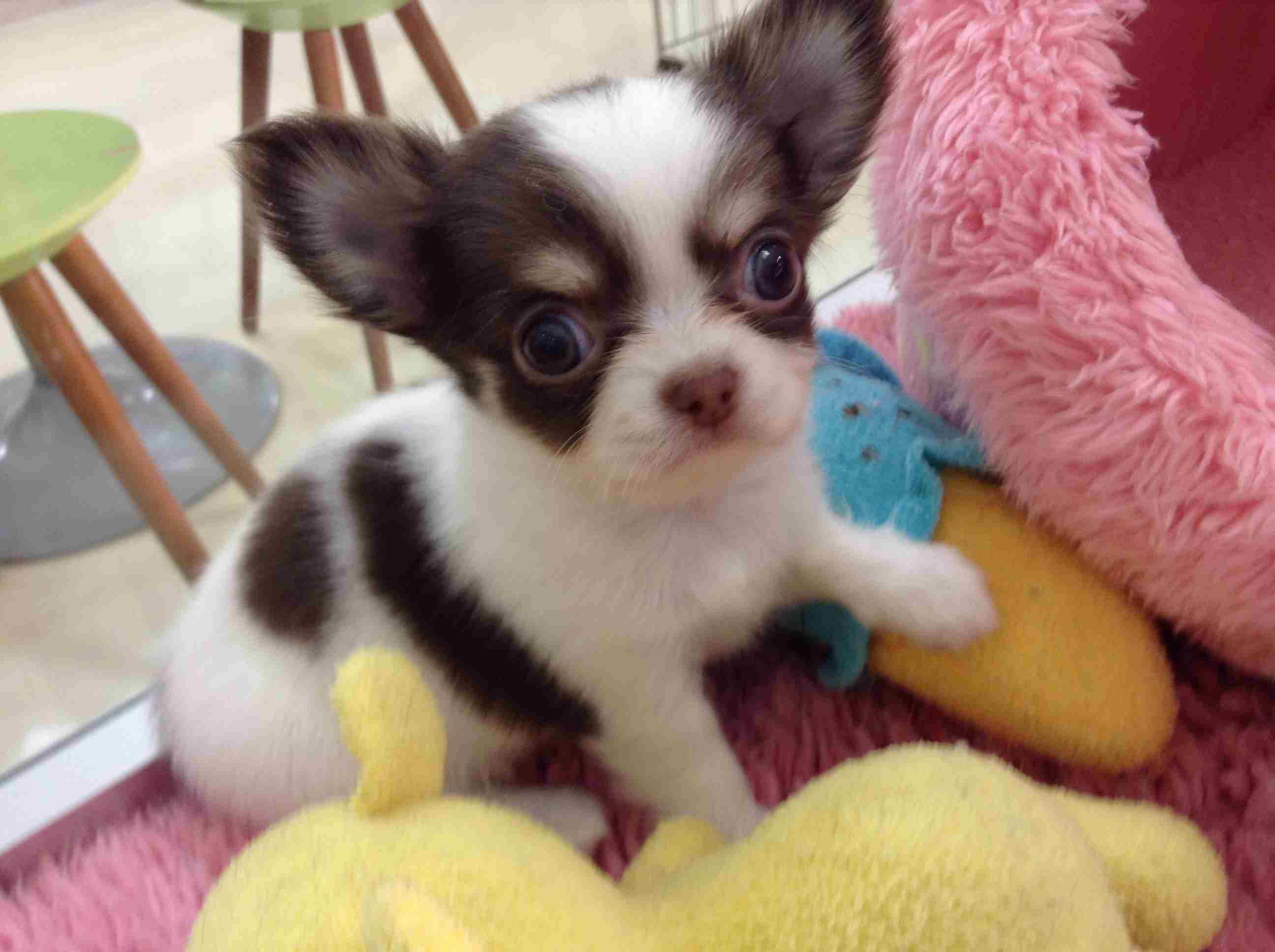 ☆あたちがオススメ犬でしゅ☆