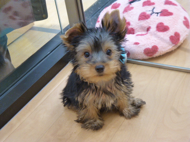 ☆よっぴ旅立ちました！☆