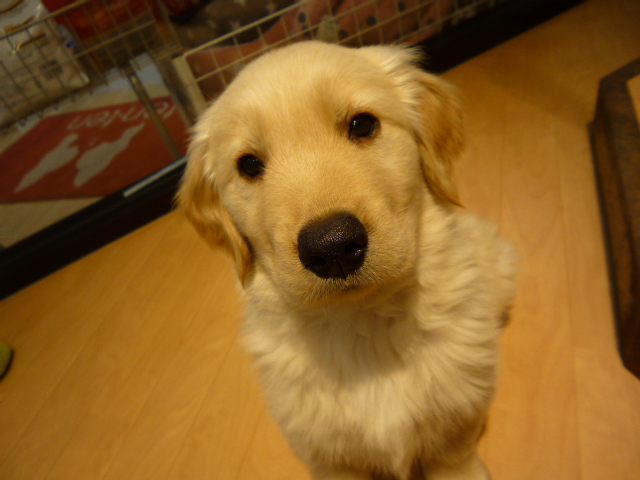 ☆オススメ犬ごっちっち～！☆