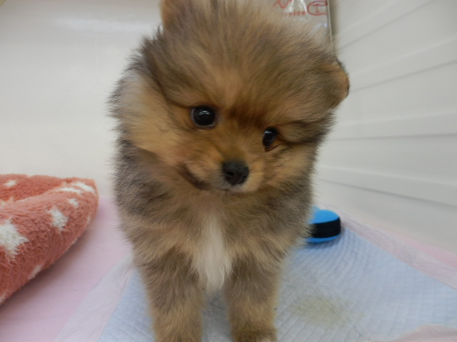 newおススメ犬発表！！！