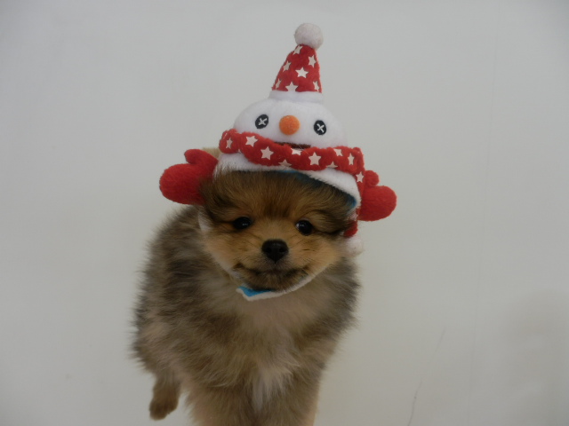 お家が決まりました☆