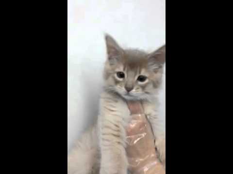 ★管理センターにゃんこ紹介！★