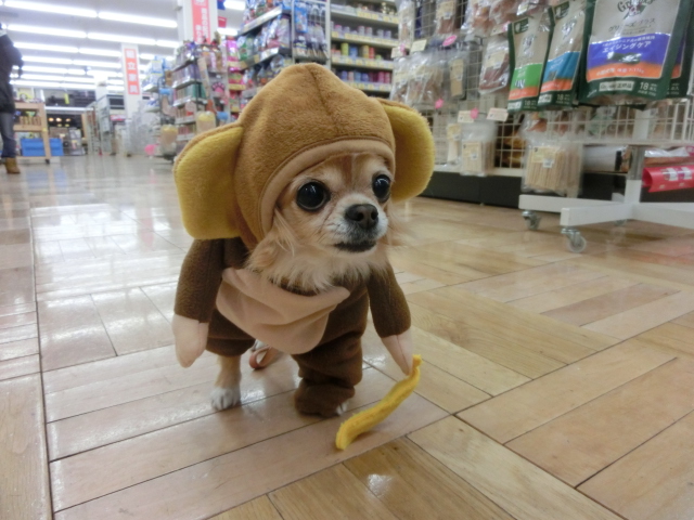 ♪チワワのけんたちゃん、遊びにきてくれましたーー♪